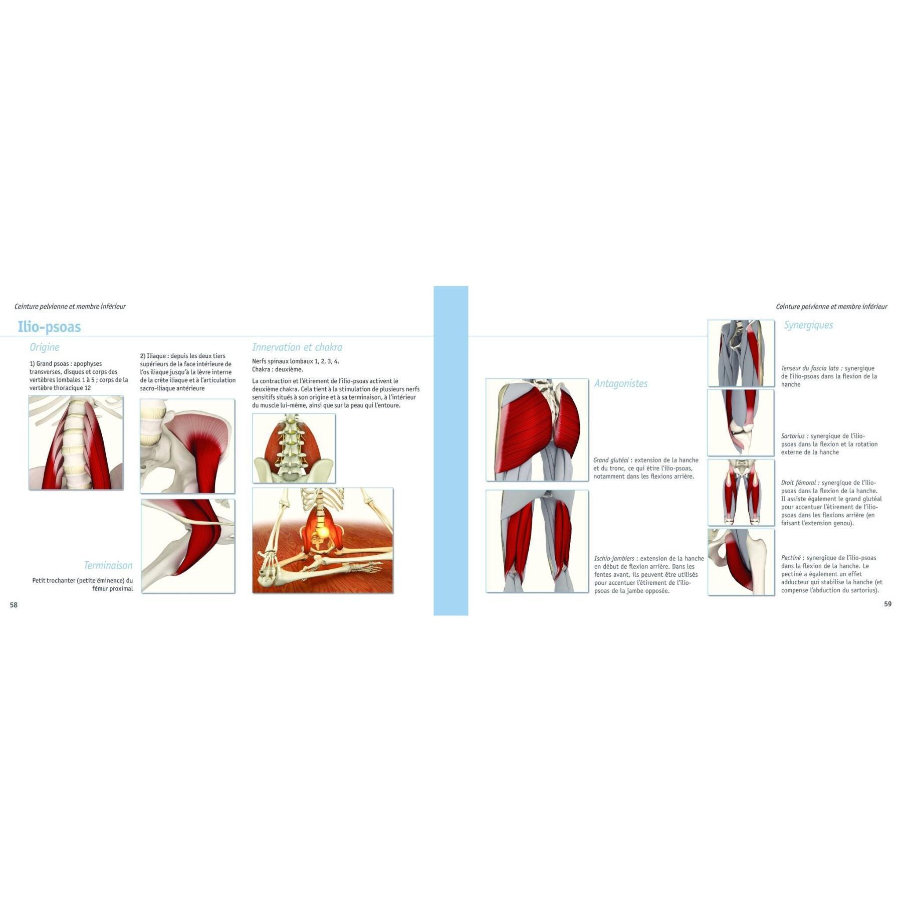 Livre yoga anatomie-les muscles Hachette